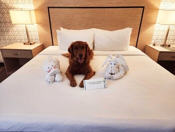 Room, 1 King Bed, Non Smoking